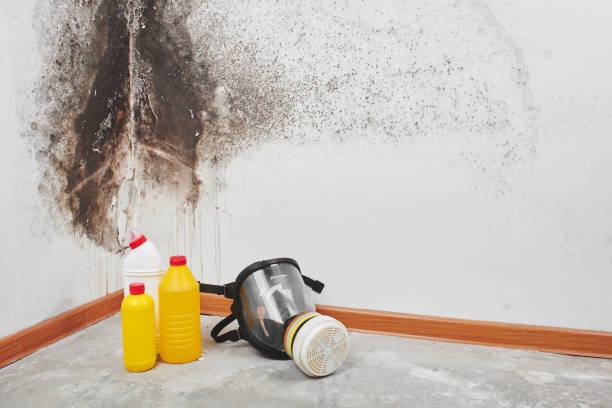 Best Industrial Mold Remediation in Cottonwood Heights, UT