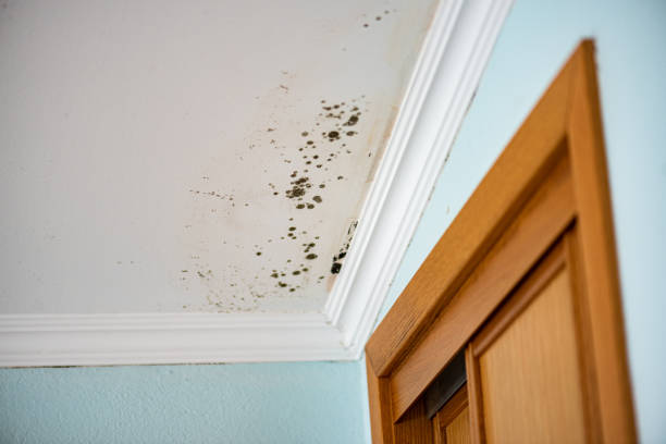 Best Mold Testing and Inspection Services in Cottonwood Heights, UT