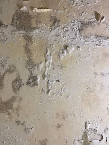 Best Black Mold Remediation in Cottonwood Heights, UT